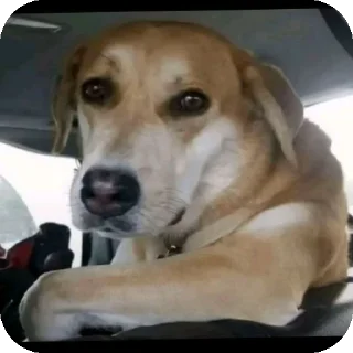 🐶 emoji Пиздец что это Telegram sticker 21 of 36