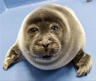 😭 emoji ТЮЛЕНЬЧКИИИ 🦭 Telegram sticker 9 of 54