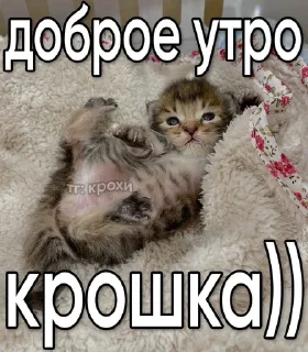 😊 emoji Котеке 2 Telegram sticker 7 of 90