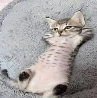 🛌 emoji Котеке Telegram sticker 13 of 120