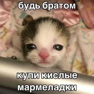 🙏 emoji Котеке 2 Telegram sticker 19 of 90