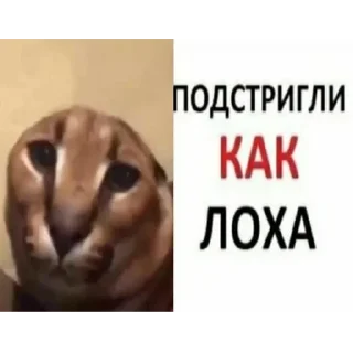 😔 emoji Большой Шлепа @trafslybot Telegram sticker 19 of 25