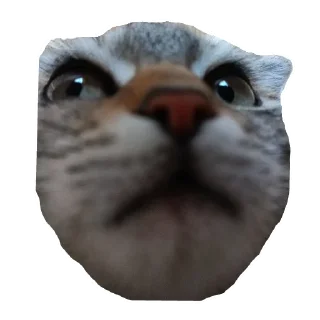 🐱 emoji Runa 🐾 Telegram sticker 14 of 17