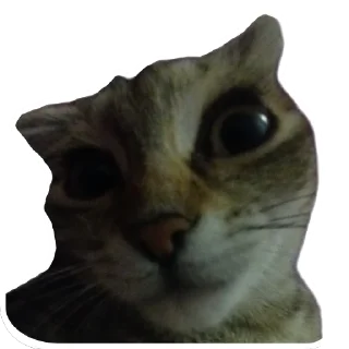 😺 emoji Runa 🐾 Telegram sticker 5 of 17