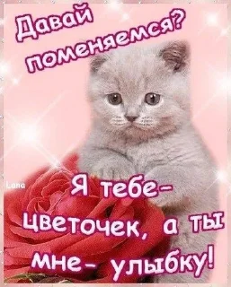 Sticker from коты и тексты