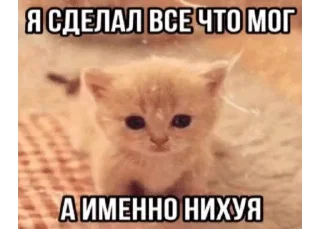 🌟 emoji котятки Telegram sticker 10 of 25