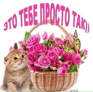 ❤️ emoji коты и тексты Telegram sticker 16 of 33