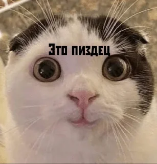 🙂 emoji Котячьи пикчи @nastikxx00 Telegram sticker 8 of 103