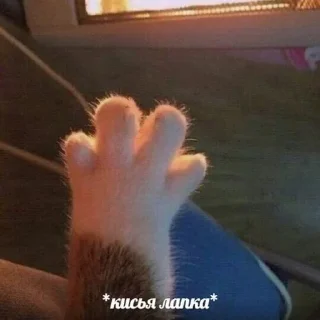 🤝 emoji Котятки Telegram sticker 12 of 116