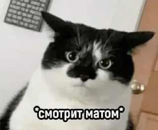 😠 emoji Котячьи пикчи @nastikxx00 Telegram sticker 9 of 103
