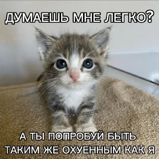 🌟 emoji котятки Telegram sticker 19 of 25
