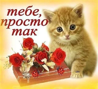 Sticker from коты и тексты