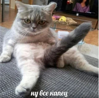 🍆 emoji Котик Telegram sticker 17 of 24
