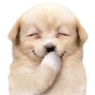 🐶 emoji True Wonyoung @jw1lv Telegram sticker 9 of 120