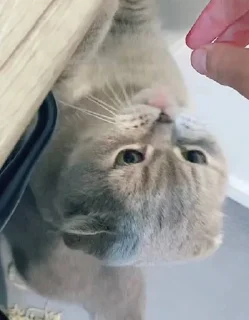 🐱 emoji кысенька ван лав💓💓💓 Telegram sticker 14 of 44