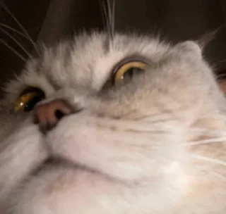 🐱 emoji кысенька ван лав💓💓💓 Telegram sticker 11 of 44