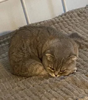 🐱 emoji кысенька ван лав💓💓💓 Telegram sticker 16 of 44
