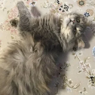 🐱 emoji Ласкун Ласкунович Telegram sticker 22 of 38