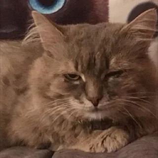 🐱 emoji Ласкун Ласкунович Telegram sticker 9 of 38
