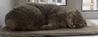 🐱 emoji кысенька ван лав💓💓💓 Telegram sticker 6 of 44