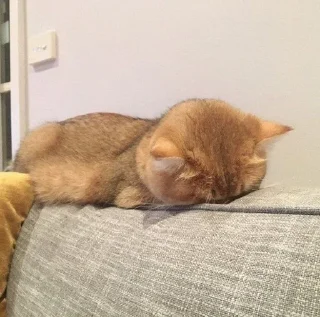 😪 emoji Котики Telegram sticker 14 of 58