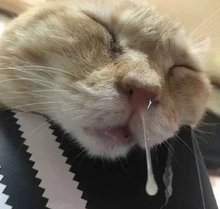 😴 emoji Котики Telegram sticker 4 of 58