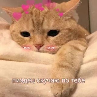 🥲 emoji Котики Telegram sticker 24 of 58