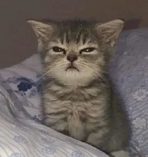 😠 emoji Котики Telegram sticker 18 of 58