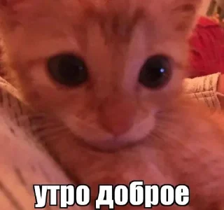😉 emoji коты мухаха Telegram sticker 13 of 90