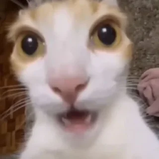 😳 emoji коты мухаха Telegram sticker 9 of 90