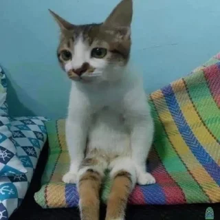 🌟 emoji коты мухаха Telegram sticker 19 of 90