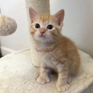 🐱 emoji котеки от аришки Telegram sticker 22 of 63