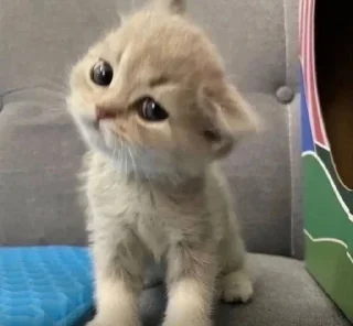🥺 emoji котеки от аришки Telegram sticker 15 of 63