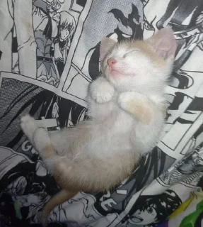 😴 emoji котеки от аришки Telegram sticker 17 of 63