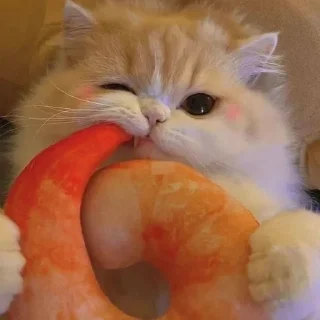 🦐 emoji котеки от аришки Telegram sticker 20 of 63