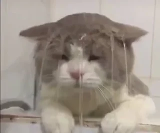 😭 emoji коты флока. Telegram sticker 21 of 89