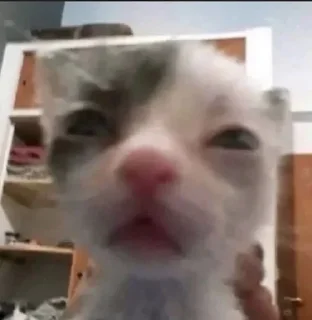 😐 emoji коты флока. Telegram sticker 14 of 89