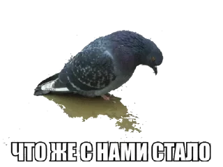🐦 emoji BoreeWaysLeal Telegram sticker 8 of 110