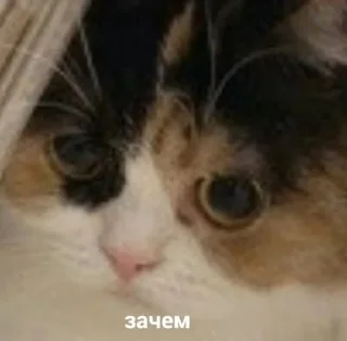 🧐 emoji Кекс Telegram sticker 18 of 20