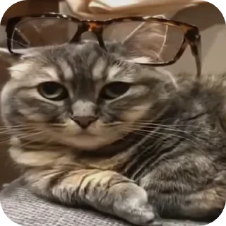 🐱 emoji Странные коты 😐 Telegram sticker 20 of 120