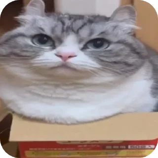 🙄 emoji Странные коты 😐 Telegram sticker 15 of 120