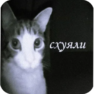 🐱 emoji А вот да - пизд@ Telegram sticker 6 of 43