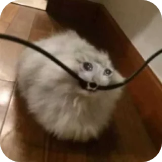 🐱 emoji А вот да - пизд@ Telegram sticker 18 of 43