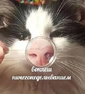 Sticker from Хи-хи ха-ха