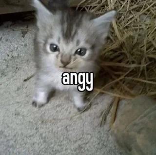 🤓 emoji котики на все случаи жизни Telegram sticker 14 of 41