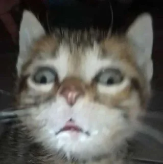 🥹 emoji котики на все случаи жизни Telegram sticker 19 of 41
