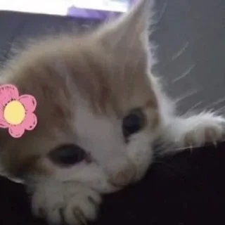 💗 emoji котики на все случаи жизни Telegram sticker 24 of 41