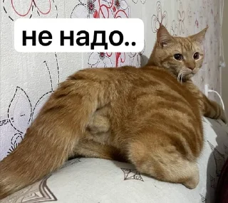 🌟 emoji Сеня Telegram sticker 6 of 109