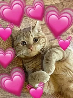 🌟 emoji Сеня Telegram sticker 9 of 109