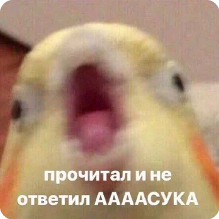 🌟 emoji меми за 1 касарь айкью наліка Telegram sticker 22 of 45